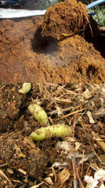 abono organico compost