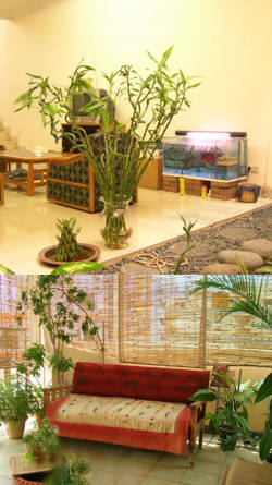 bambu y plantas de interior