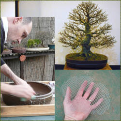 caracteristicas de las macetas para bonsai
