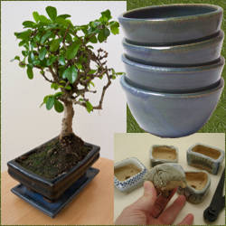 singularidades de los tiestos para bonsai