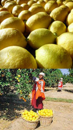 cultivo de limon