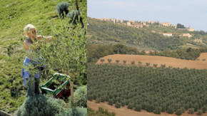 cultivo de olivos