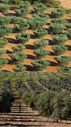 cultivacion de olivas