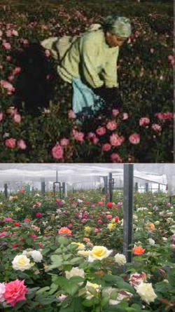 cultivo de rosales
