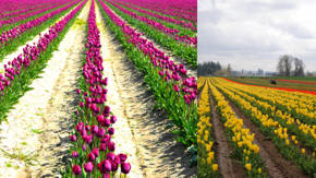 cultivo de tulipanes