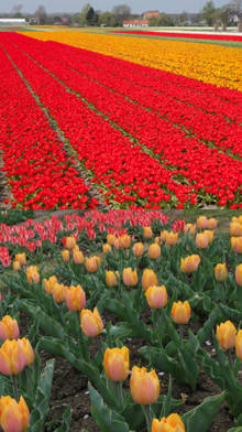plantacion de tulipanes