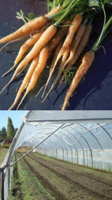 cultivo de zanahoria en invernadero