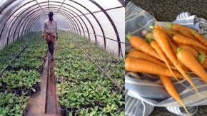 sembrado de planta de zanahoria en invernadero