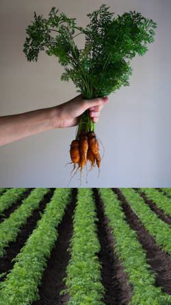 cultivacion de zanahorias