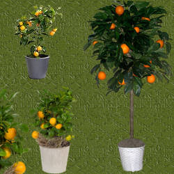 cultivacion en tiestos del naranjo