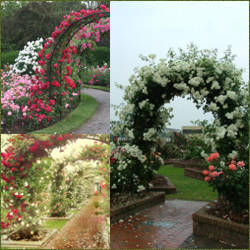 decoracion de jardin con rosas de colores