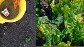 ejemplos de fertilizantes organicos