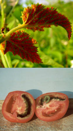 enfermedades de plantas frutales