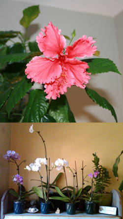 florecimiento de plantas de interiores