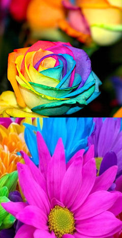 flores-de-colores