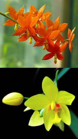 flores orquidaceas