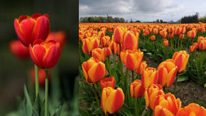 capullos tulipanes