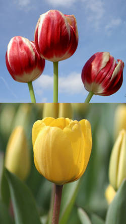 flores tulipanes