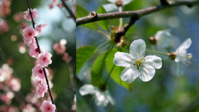 fotos de flores de cerezo