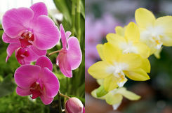 fotos-de-flores-orquideas