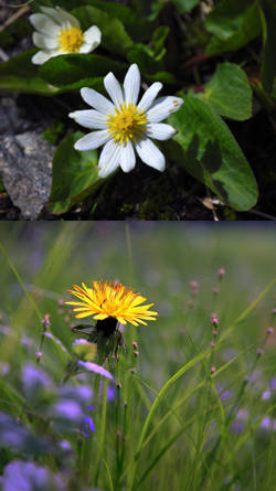 fotos de flores silvestres