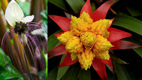 fotos de flores tropicales