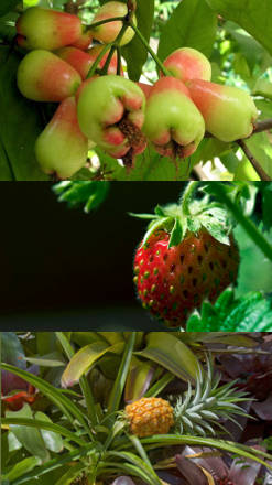 imagenes de plantas con frutas
