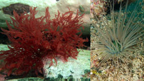 imagenes de plantas de mar