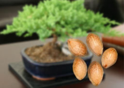 germinacion-de-semillas-bonsai