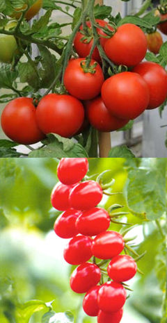 germinacion-del-tomate-perita-y-cherry