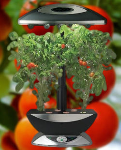 germinacion-del-tomate