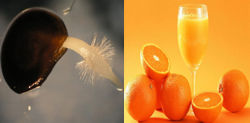 germinacion-semillas-naranja-proceso