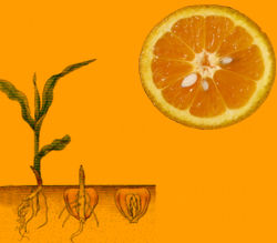 germinacion-semillas-naranja