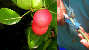 implante de plantas con frutas
