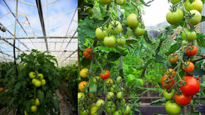 invernadero de tomates