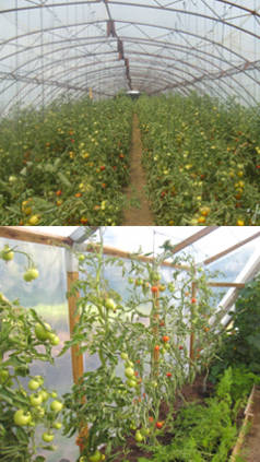 cobertizo de tomates