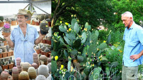 jardineria para cactus