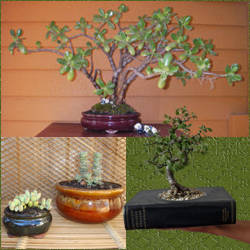 maceteros y receptaculos para bonsai orientales