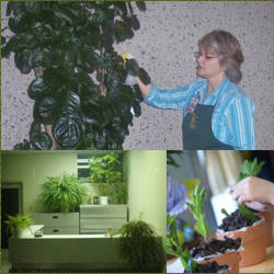 mantenimiento de plantas en macetas en apartamentos