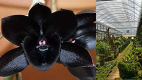 orquideas negruzcas de invernadero