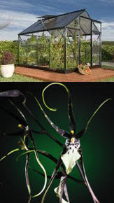 orquideas negras de invernadero