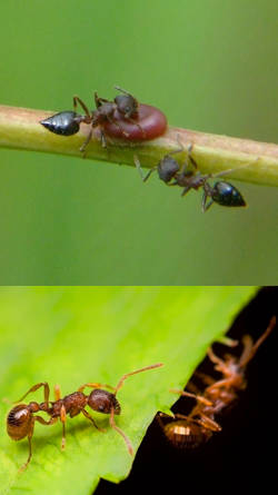 afecciones de hormigas