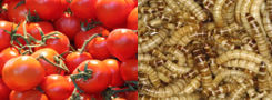 plagas-del-tomate-larvas