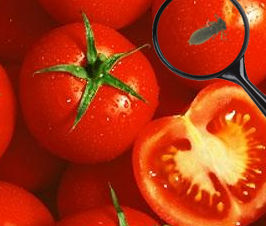 plagas-del-tomate