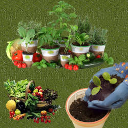 plantar verduras en macetas