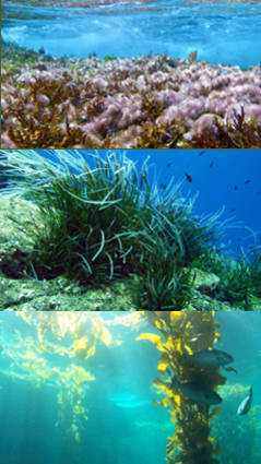 vegetales acuaticos de mar
