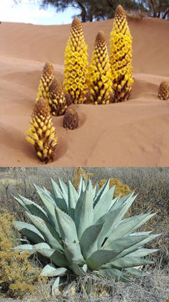 plantas de lugares aridos