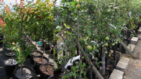 arbustos frutales para cobertizos