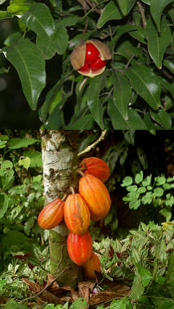plantas frutales tropicales