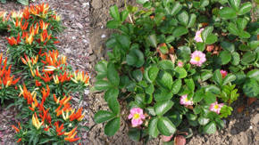 plantas ornamentales enanas